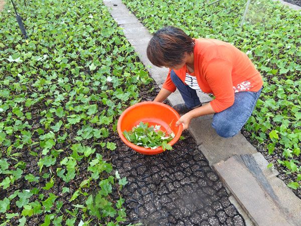紅點紅楓扦插過程